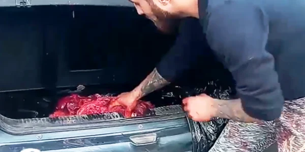 scandal porc