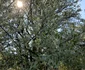 IMG 3286 jpeg