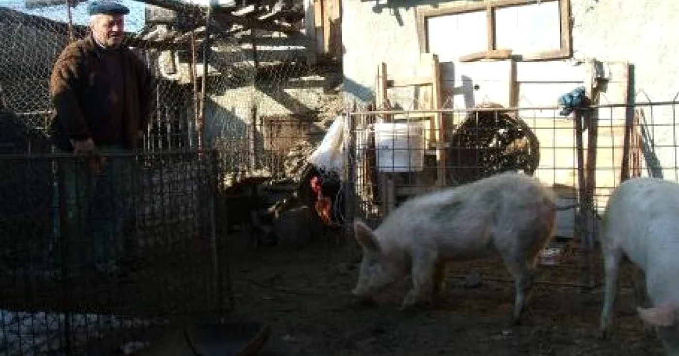 Porcii au ajuns în gospodăria prahoveanului păgubit-imagine arhivă Adevărul