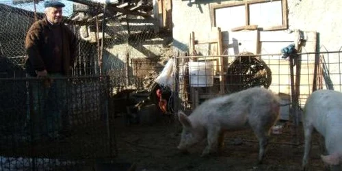 Porcii au ajuns în gospodăria prahoveanului păgubit-imagine arhivă Adevărul