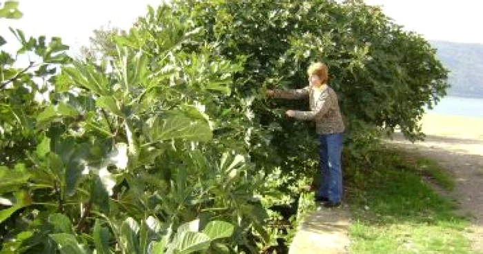 Turnu Severin: Smochinele de Sviniţa salvează minerii