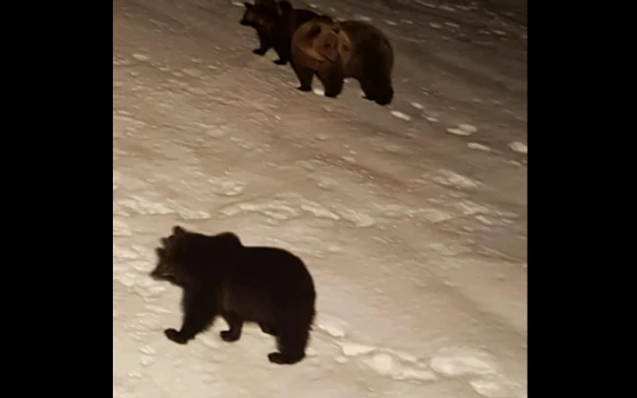 FOTO. Urşii fac spectacol, noaptea, la Bâlea Lac. Un alpinist i-a surprins zbenguindu-se prin zăpadă, deşi e vremea hibernării