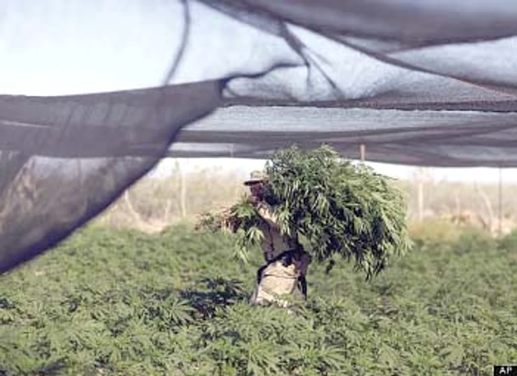 
    Cea mai mare plantaţie de  cannabis: 120 de hectare  