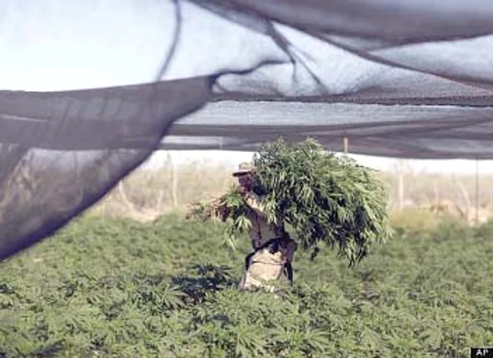 
    Cea mai mare plantaţie de  cannabis: 120 de hectare  