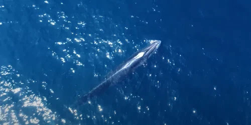 Balenele Sei au reaparut png