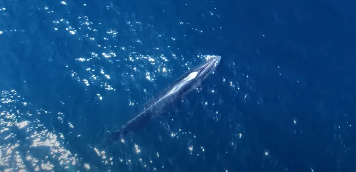 Balaenoptera borealis. FOTO Captură video