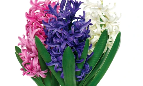 1 61817 original jpg jpeg