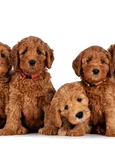 labradoodle shutterstock 2033747033 jpg