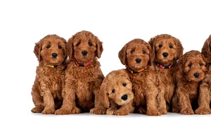 labradoodle shutterstock 2033747033 jpg