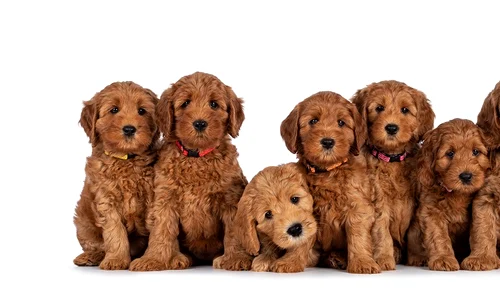 labradoodle shutterstock 2033747033 jpg