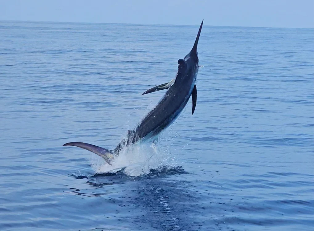 Peștele marlin. FOTO: X / @DanG239