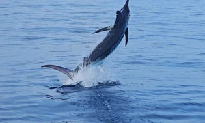 pește Marlin foto X