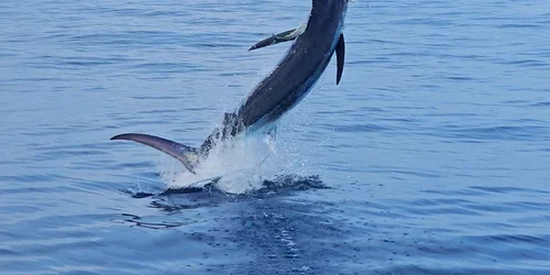 pește Marlin foto X