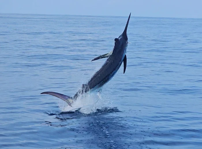 Peștele marlin. FOTO: X / @DanG239