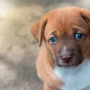 caine abandonat, foto shutterstock jpg