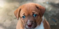 caine abandonat, foto shutterstock jpg