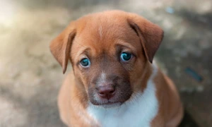 caine abandonat, foto shutterstock jpg