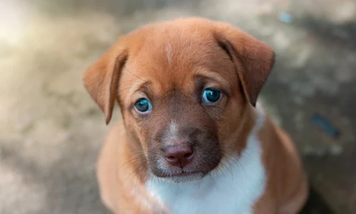 caine abandonat, foto shutterstock jpg