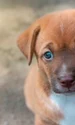 caine abandonat, foto shutterstock jpg