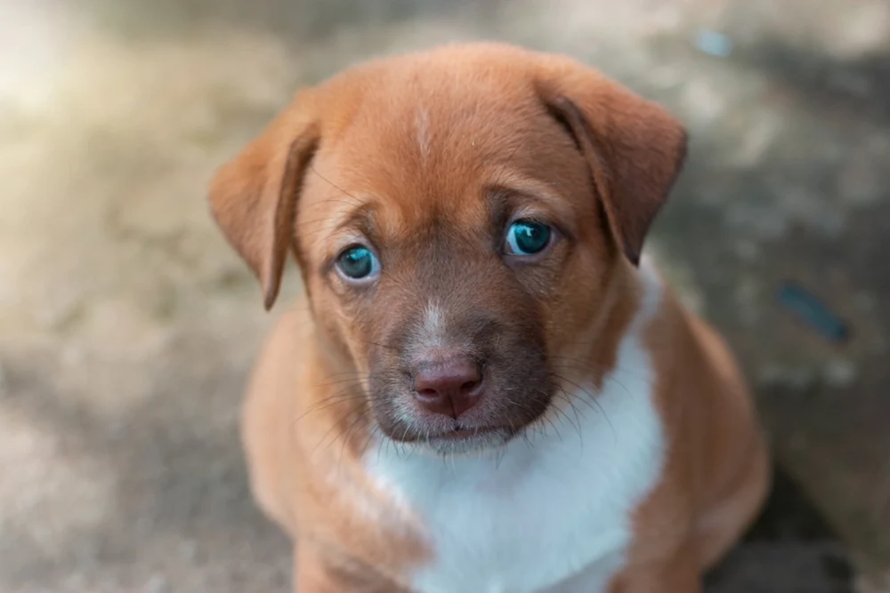 Bărbat din București condamnat la peste 2 ani de închisoare după ce a bătut cu cruzime un pui de câine pe stradă intens circulată