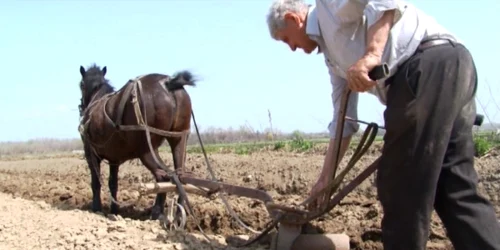 calul cu plugul este folosit de bulgarii din Targoviste in detrimentului tractorului