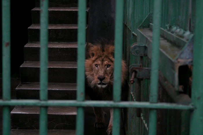 Aşa a trăit leul Cezar, 16 ani, închis într-o cuşcă mică, pe ciment