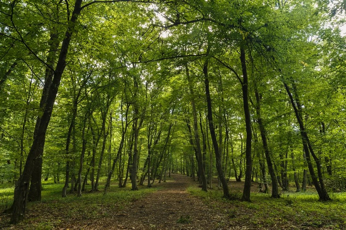 Mașinile vor putea circula pe un drum forestier din Pădurea Băneasa Foto: Arhivă