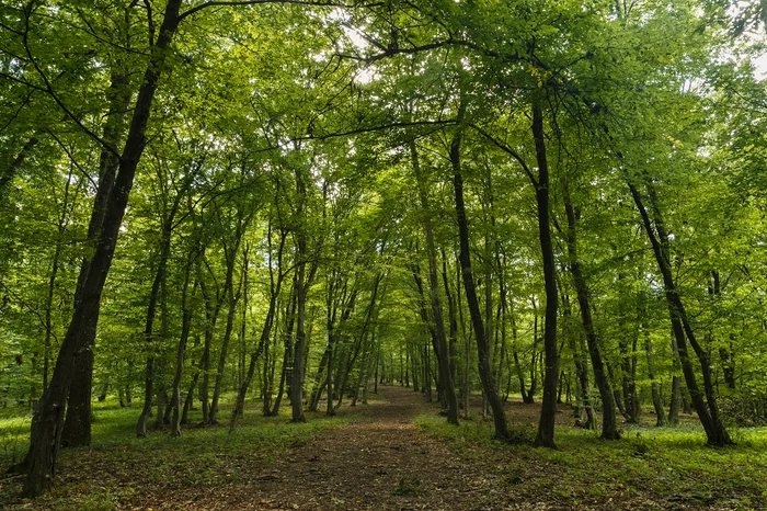 Mașinile vor putea circula pe un drum forestier din Pădurea Băneasa Foto: Arhivă