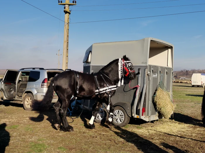 Pasionații își aduc animalele și trăsurile de concurs cu platforme speciale FOTO: Alina Mitran
