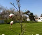 IMG 7430 jpeg