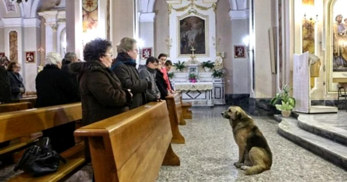 Deşi stăpâna lui a murit de două luni, câinele continuă să participe zilnic la slujbă FOTO Daily Mail