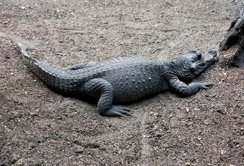 gdr osteolaemus tetraspis 06998 jpg jpeg