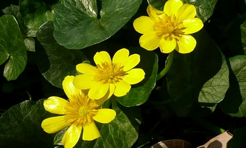 1 untisorul ajuta in tratamentul hemoroizilor jpg jpeg