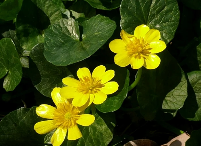 1 untisorul ajuta in tratamentul hemoroizilor jpg jpeg