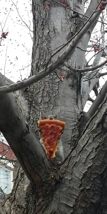 7. Veverițele adoră pizza