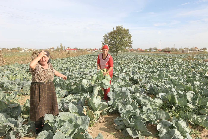 
    Florin Tudose, legumicultorFoto: Roberto Sălceanu  