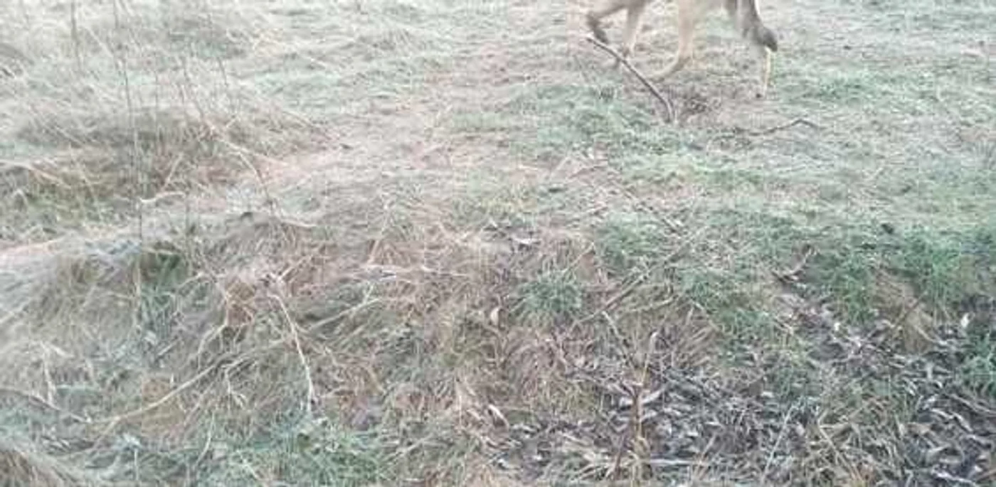 Un câine a fost împuşcat în gură cu puşca cu alice FOTO: Facebook Help Lăbuş