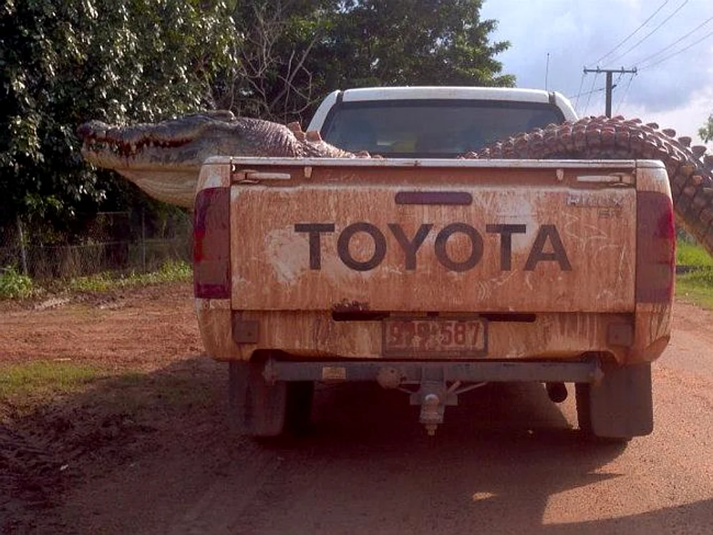 
    În Australia animalele sunt uriașefoto: traveltips4life.com  
