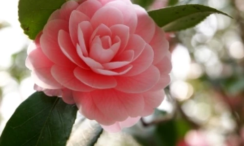 1 64280 original jpg jpeg