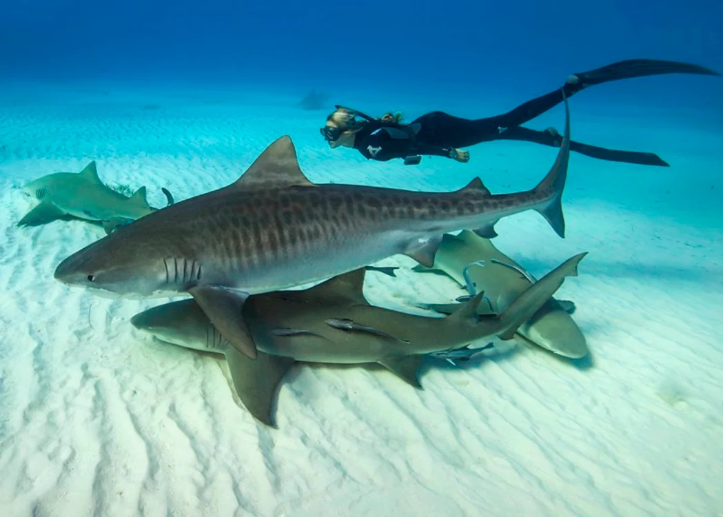 Ocean Ramsey a înotat cu rechinii fără o cuşcă protectoare de trei ori. (Foto: Caters)