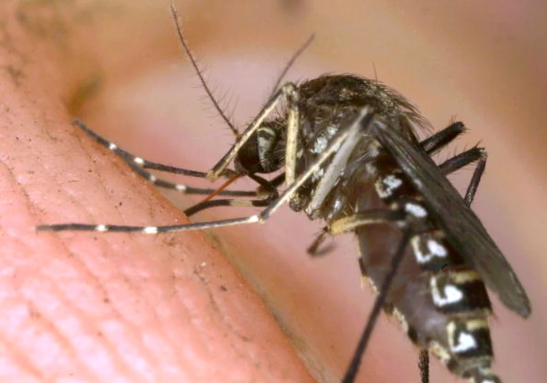 Caz de infecție cu West-Nile, înregistrat și în MangaliaFoto Getty