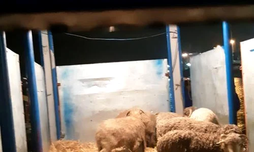 Salvatorii se grăbesc pentru că oile de pe navă nu au avut apă timp de patru zile și riscă să moară de sete jpeg