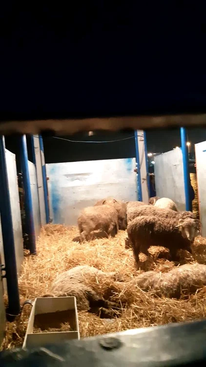 Salvatorii se grăbesc pentru că oile de pe navă nu au avut apă timp de patru zile și riscă să moară de sete