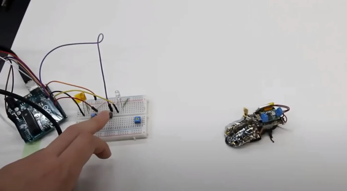 Gândacii-cyborg sunt controlați cu ajutorul unei tehnologii revoluționare