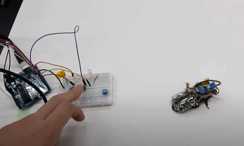 Gândacii cyborg sunt controlați cu ajutorul unei tehnologii revoluționare jpg
