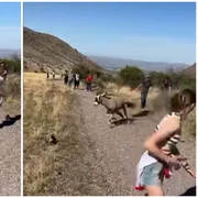 Un oryx a atacat un turist într-un parc national din New Mexico foto captura vid Instagram
