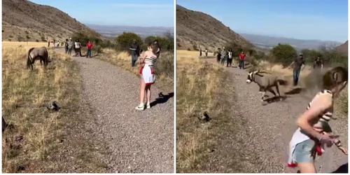 Un oryx a atacat un turist într-un parc national din New Mexico foto captura vid Instagram