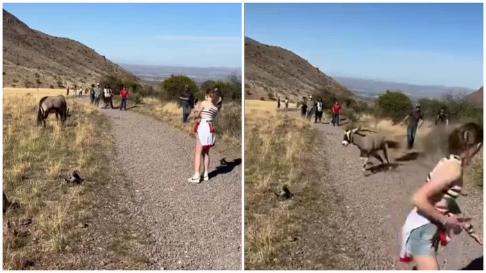 Animalul s-a speriat și a atacat un alt turist. FOTO: captură video Instagram