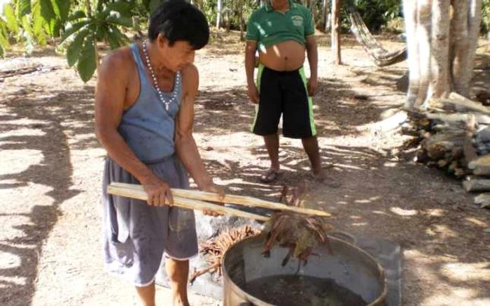 Ayahuasca a fost folosită exclusiv de şamanii şi de indigenii din jungla amazoniană timp de secole. În ultimii 30-40 de ani, acest drog psihedelic tradiţional a ajuns şi în SUA şi Europa. FOTO: commons.wikimedia.org