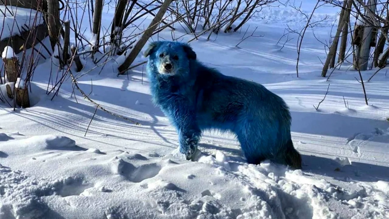 Câine cu blana albastră la Dzerjinsk FOTO The Moscow Times